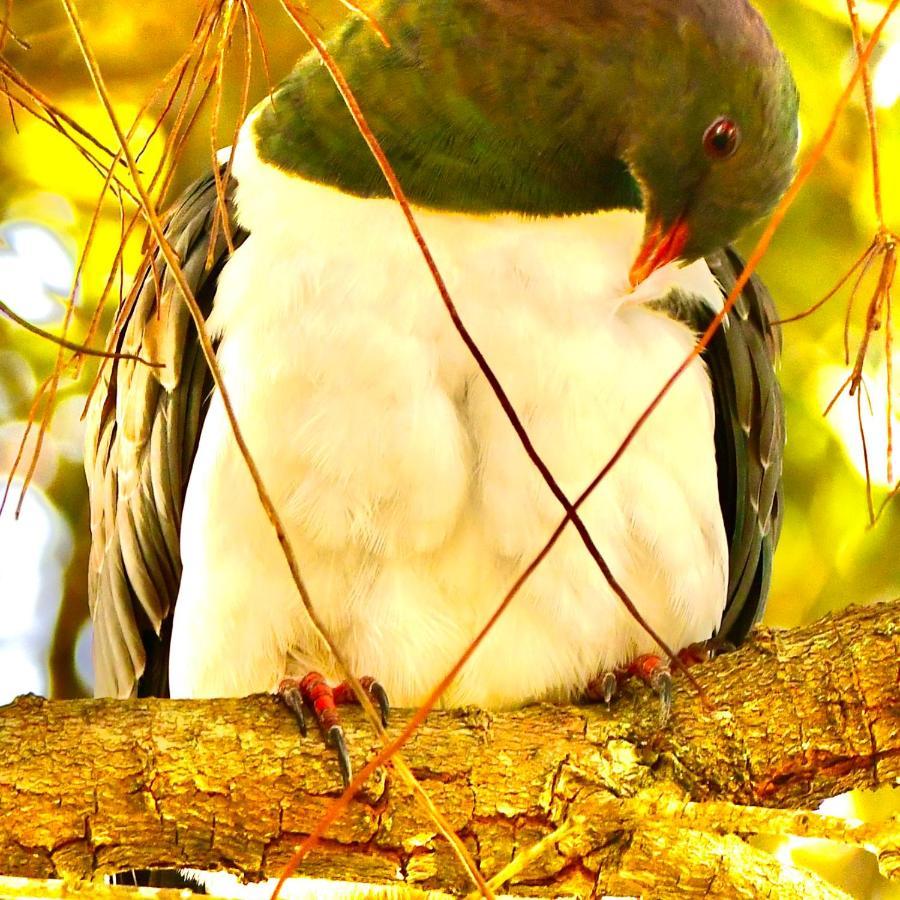 مبيت وإفطار أوكلاند Birdsong Devonport المظهر الخارجي الصورة